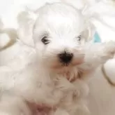 マルチーズ
