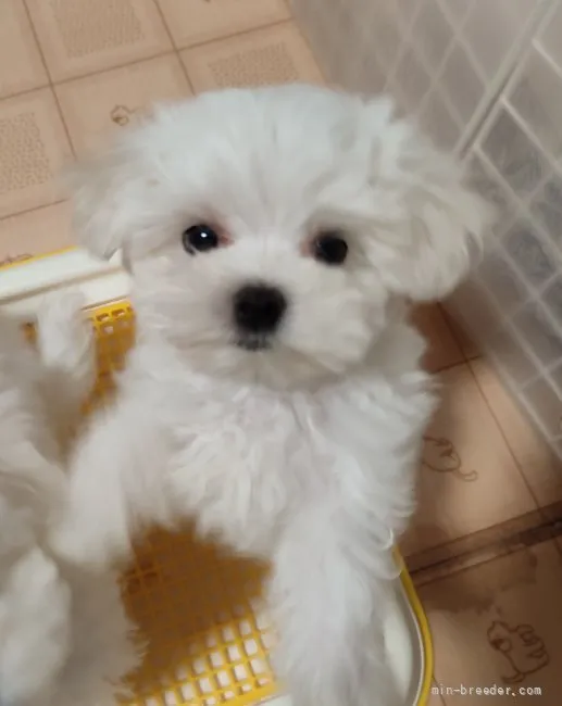 ID：2109-03543の子犬