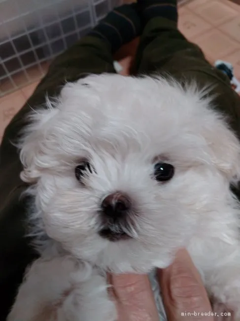 ID:2103-01528の子犬
