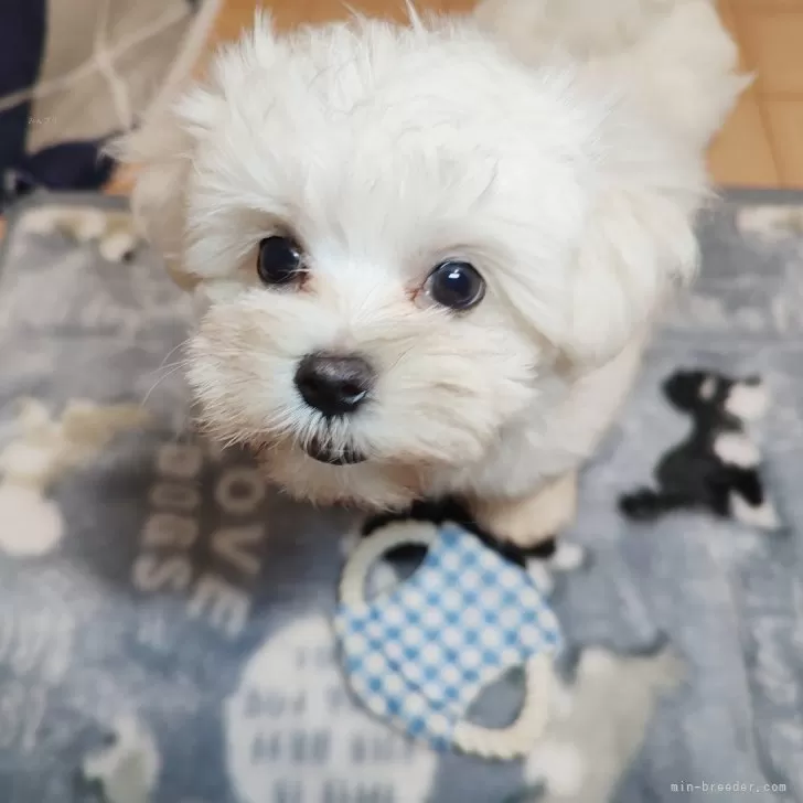 ID：2406-07064の子犬