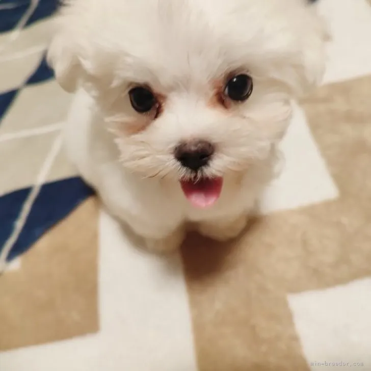 ID：2308-05993の子犬