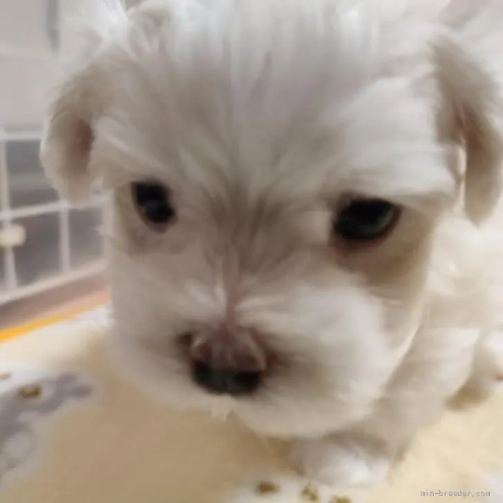 ID：2205-02370の子犬