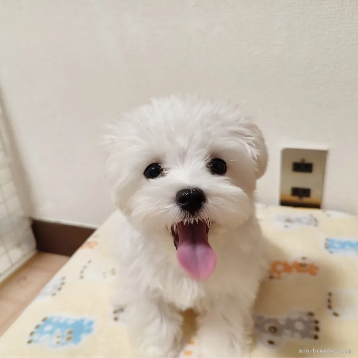 ID：2305-03848の子犬
