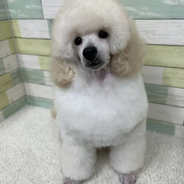 ID：2501-00578の子犬