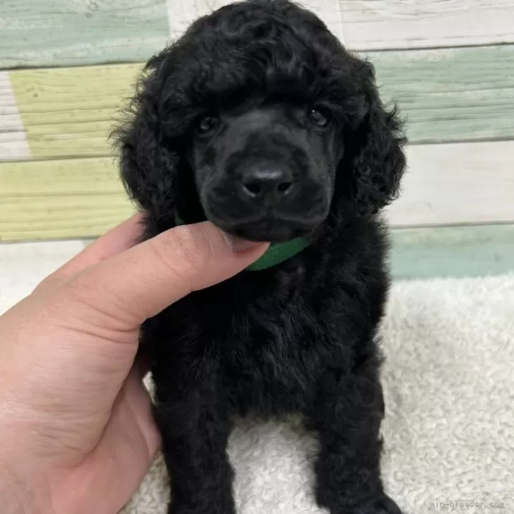 ミニチュアプードル【静岡県・男の子・2025年11月4日・ブラック】の写真1「生後31日」