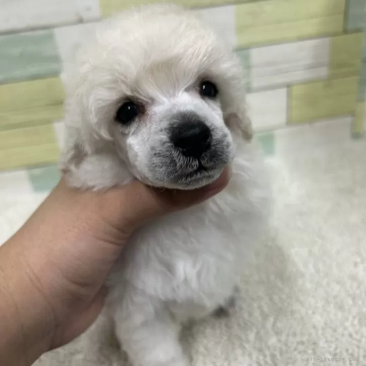 ID：2507-03999の子犬