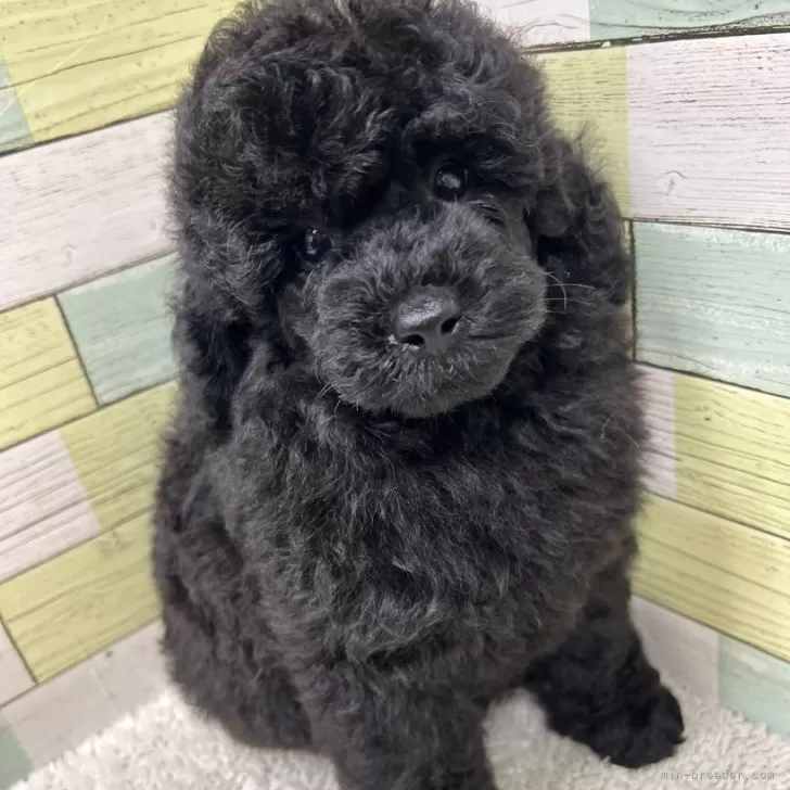 ID：2506-01413の子犬