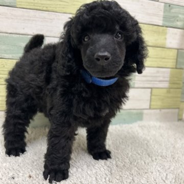 ミニチュアプードル【静岡県・男の子・2025年11月4日・ブラック】の写真「ハンサムな男の子🐶👑」