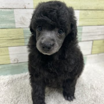 トイプードル(トイ)【静岡県・女の子・2025年8月3日・シルバー】の写真「元気な女の子🐶💕」