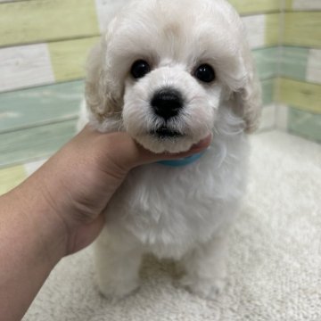 トイプードル(トイ)【静岡県・女の子・2025年8月15日・ホワイト】の写真「大きめの女の子🐶💕」