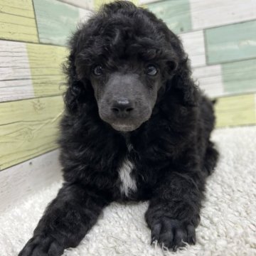 ミニチュアプードル【静岡県・男の子・2025年3月23日・ブラック】の写真「ハンサムな男の子🐶 両親チャンピオン犬👑✨」