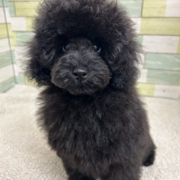 ミニチュアプードル【静岡県・女の子・2025年8月23日・ブラック】の写真「可愛らしい小さめ女の子🐶💕」