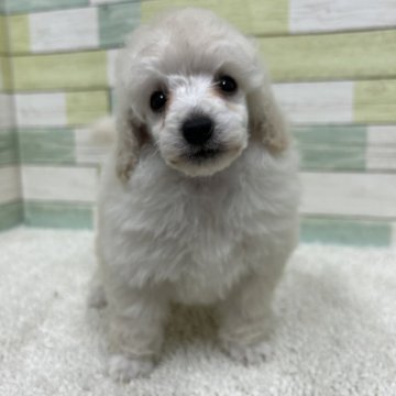 トイプードル(トイ)【静岡県・女の子・2025年11月5日・ホワイト】の写真「真っ白な可愛い女の子🐶💕」