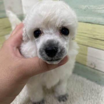 トイプードル(トイ)【静岡県・女の子・2025年6月11日・ホワイト】の写真「可愛らし女の子🐶🩷」