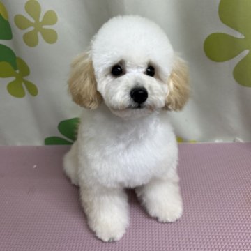 トイプードル(トイ)【静岡県・男の子・2024年9月24日・ホワイト】の写真「元気っこの愛らしい子です🐶ワクチン終わってます！」