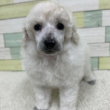 ミニチュアプードル【静岡県・女の子・2025年6月26日・ホワイト】の写真「両親チャンピオン犬👑✨　毛量抜群の女の子💕」