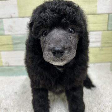 ミニチュアプードル【静岡県・男の子・2025年10月26日・グレー】の写真「がっちりタイプの男の子🐶👑」