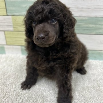 ミニチュアプードル【静岡県・男の子・2025年11月4日・ブラウン】の写真「がっちりタイプの男の子🐶👑」