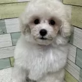 トイプードル(トイ)