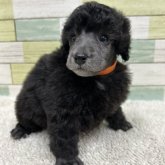 ミニチュアプードル