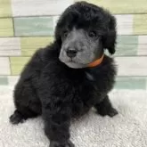 ミニチュアプードル