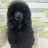 ミニチュアプードル