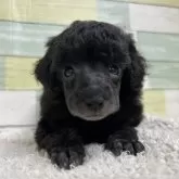 トイプードル(トイ)