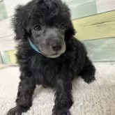 トイプードル(トイ)