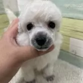 トイプードル(トイ)