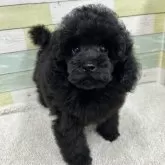 ミニチュアプードル