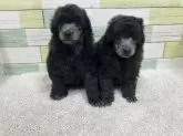 トイプードル(トイ)【静岡県・男の子・2025年8月3日・シルバー】の写真7「生後32日　兄妹の写真　右の子🐶」
