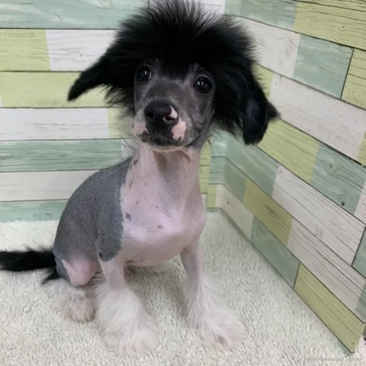 ID:2211-03069の子犬