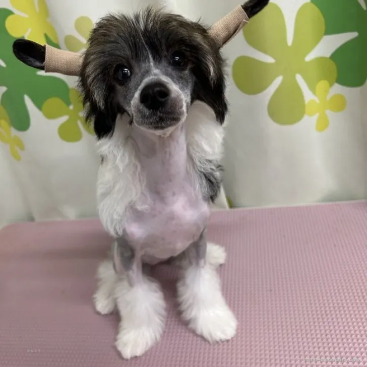 Y.Ｉ 様のお迎えした子犬