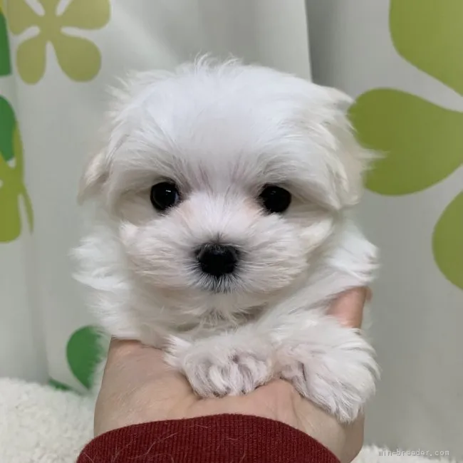 ID:2101-00473の子犬