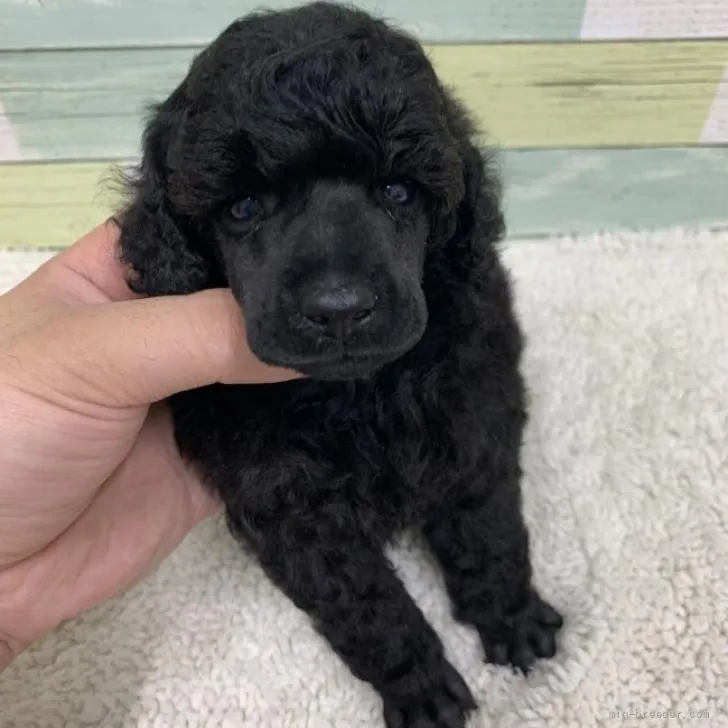 ID：2206-03210の子犬