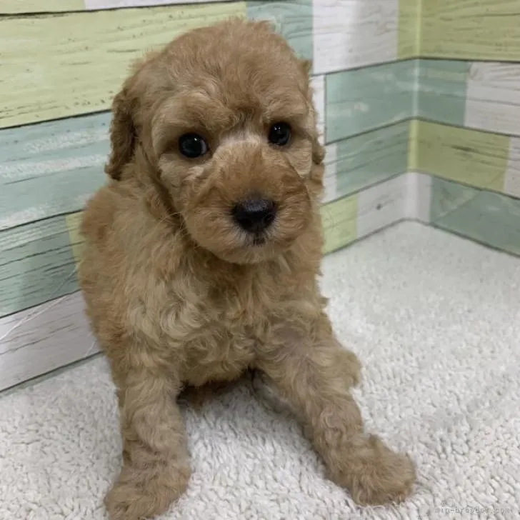 ID:2208-00514の子犬