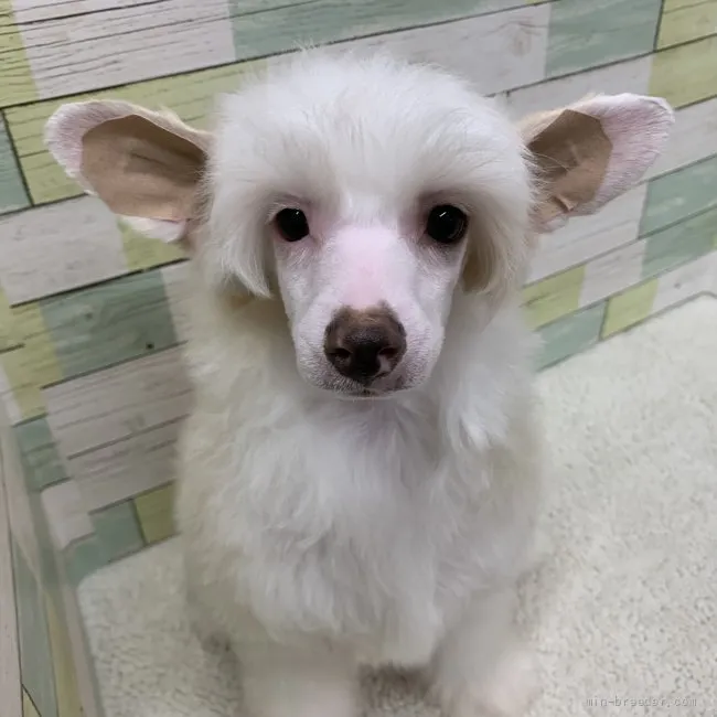 ID：2106-01784の子犬