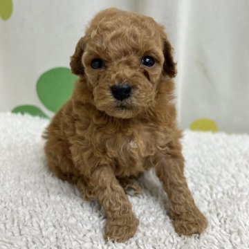 トイプードル(トイ)【静岡県・女の子・2024年5月18日・アプリコット】の写真「小さめの女の子🐶」
