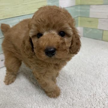 トイプードル(トイ)【静岡県・男の子・2022年6月23日・レッド】の写真「可愛い男の子」