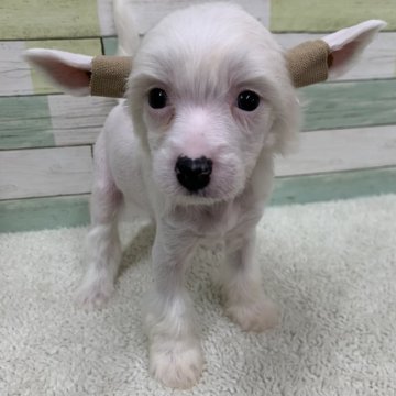 チャイニーズ・クレステッド・ドッグ【静岡県・女の子・2022年3月7日・ホワイト】の写真「真っ白な天使👼ヘアレス」
