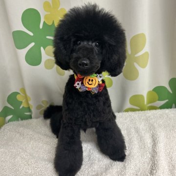 ミニチュアプードル【静岡県・男の子・2024年4月29日・ブラック】の写真「ガッチリ体型の男の子🐶父チャンピオン犬👑✨」