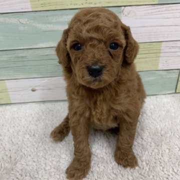 トイプードル(トイ)【静岡県・女の子・2023年1月7日・レッド】の写真「可愛らしい女の子🐶」