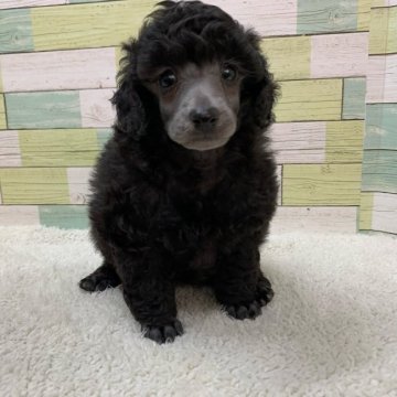 ミニチュアプードル【静岡県・男の子・2021年11月1日・シルバー】の写真「しっかりした男の子🐶母JKCチャンピオン✨」