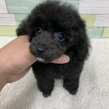 トイプードル(トイ)【静岡県・女の子・2022年7月23日・ブラック】の写真「小さめな可愛い女の子🐶」