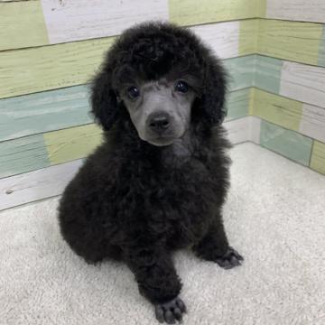 トイプードル(トイ)【静岡県・男の子・2022年5月10日・シルバー】の写真「ハンサムボーイ🐶」
