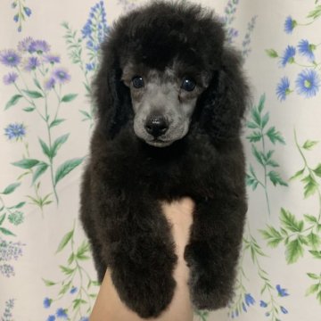 トイプードル(トイ)【静岡県・男の子・2021年4月17日・シルバー】の写真「綺麗な顔立ち🐶」