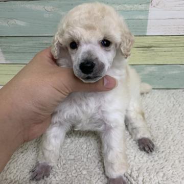 トイプードル(トイ)【静岡県・女の子・2022年6月8日・ホワイト】の写真「綺麗な顔立ちの女の子🐩」