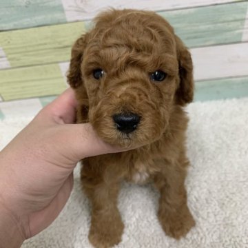 トイプードル(トイ)【静岡県・男の子・2022年12月14日・レッド】の写真「可愛らしい男の子です🐶」