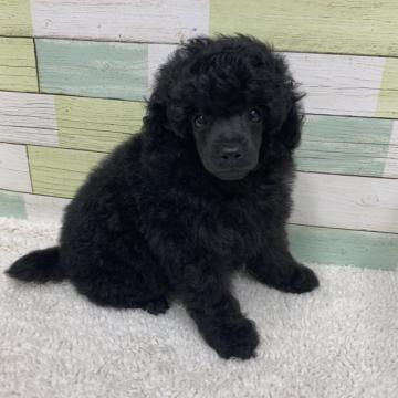 ミニチュアプードル【静岡県・女の子・2022年7月7日・ブラック】の写真「七夕生まれの織姫ちゃん🐶」