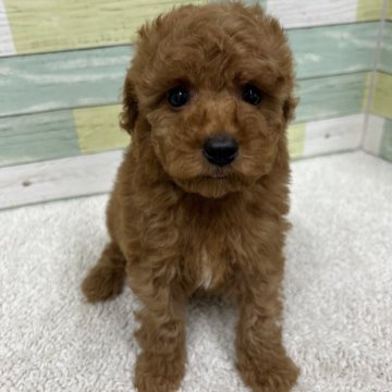 トイプードル(トイ)【静岡県・男の子・2024年5月18日・レッド】の写真「骨格ガッチリタイプの男の子🐶」